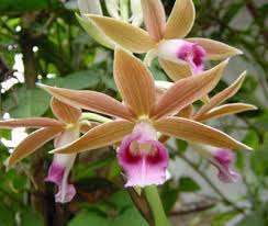 Phaius tankervilleae