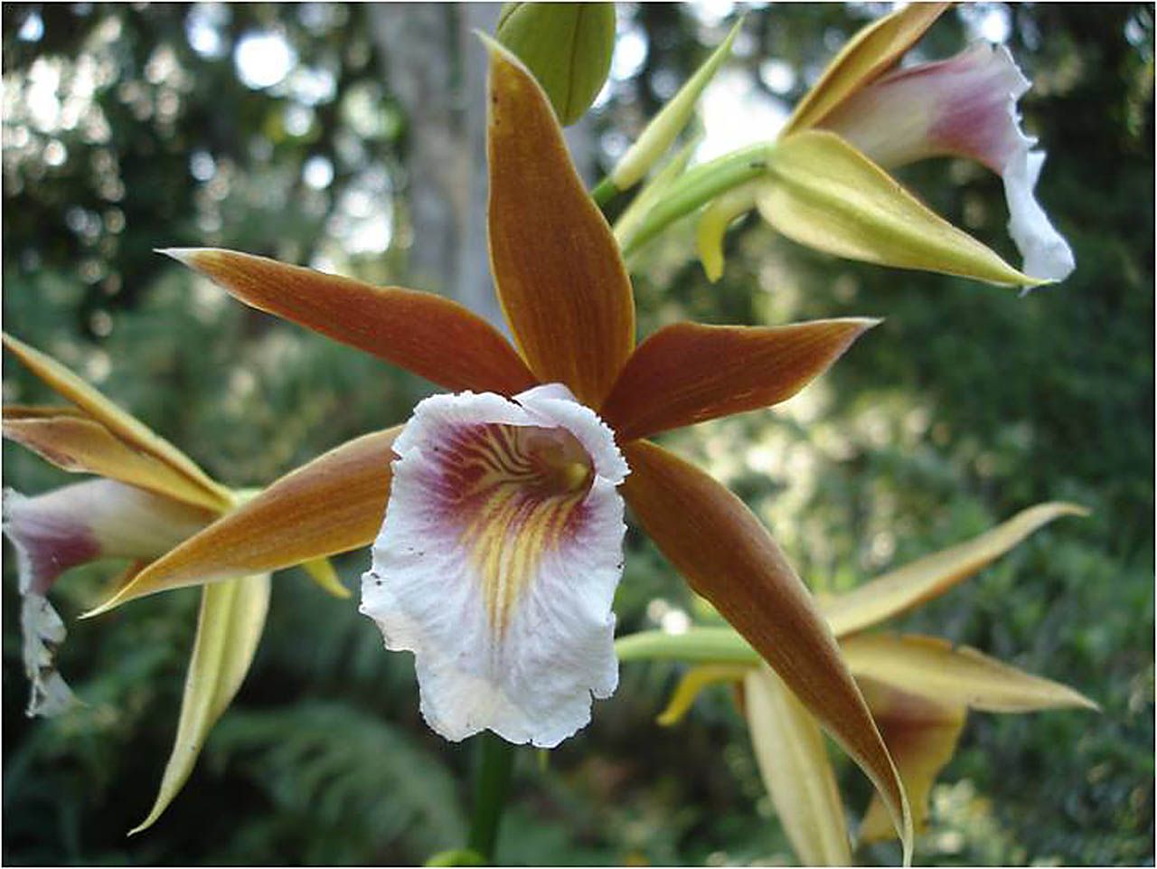 Phaius tankervilleae