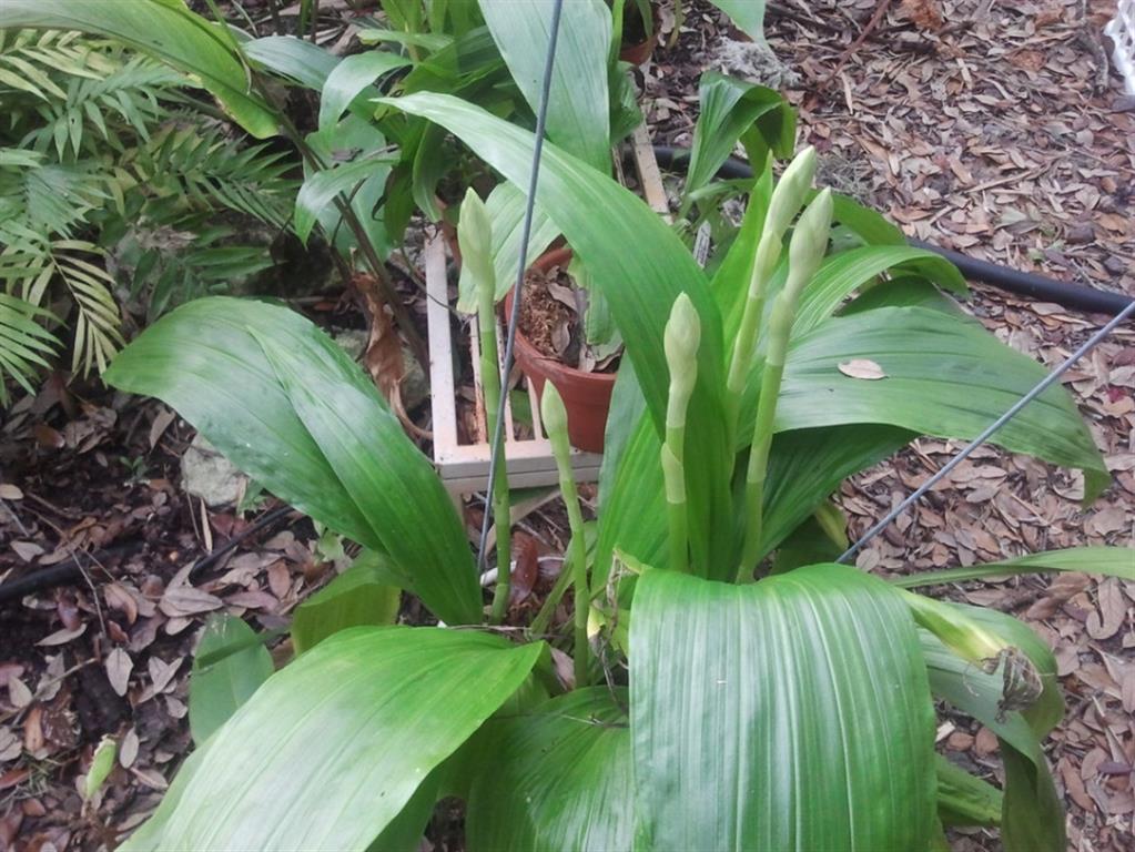 Phaius tankervilleae