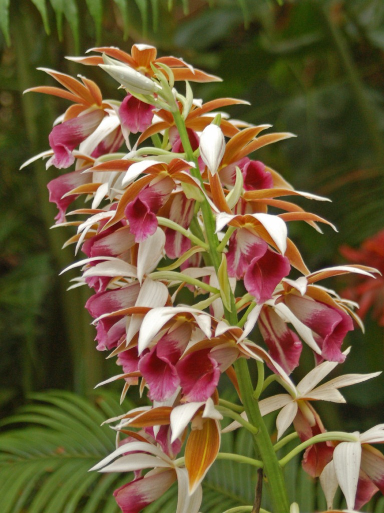 Phaius_tancarvilleae