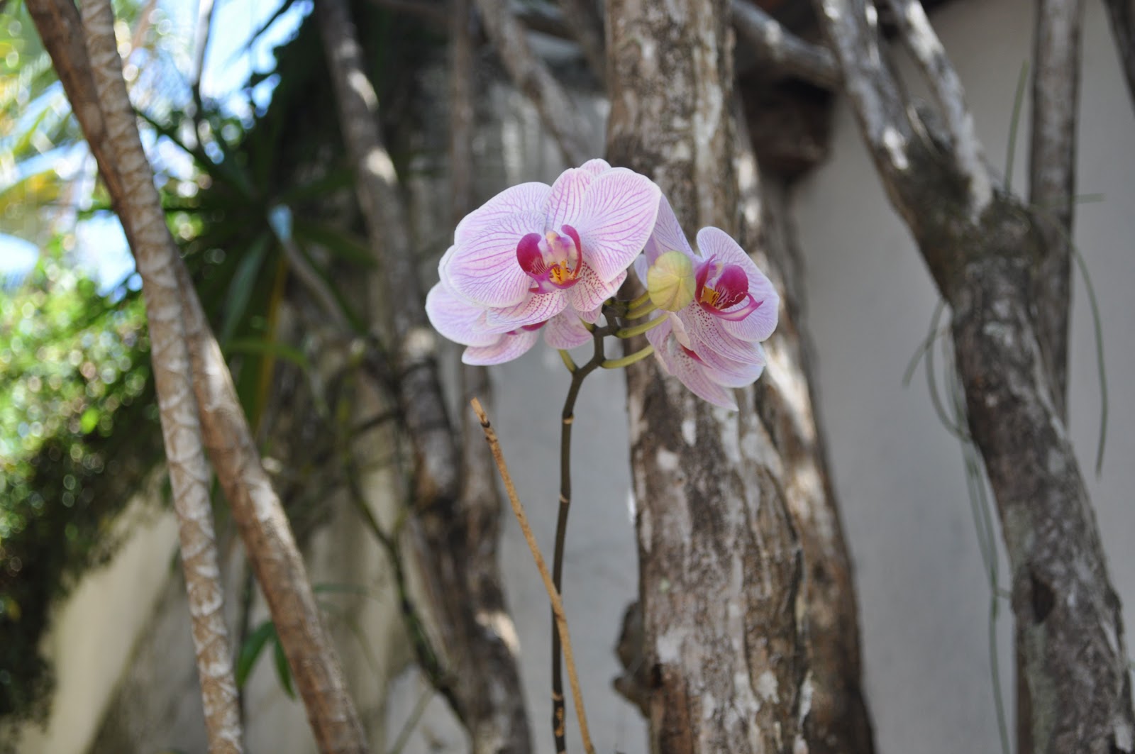 Phalaenopsis em Dracena