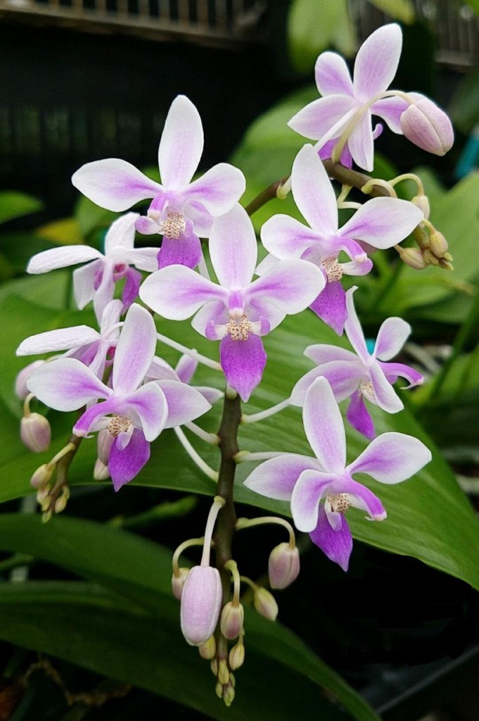 Phalaenopsis equestris