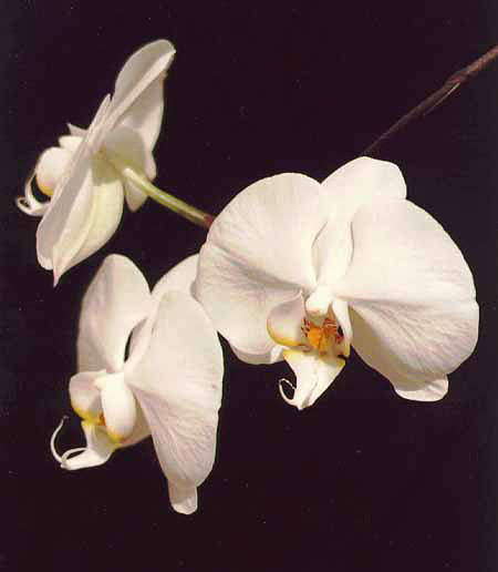 Phalaenopsis sp.