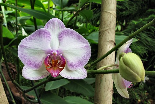 Phalaenopsis x Hybridus_YY