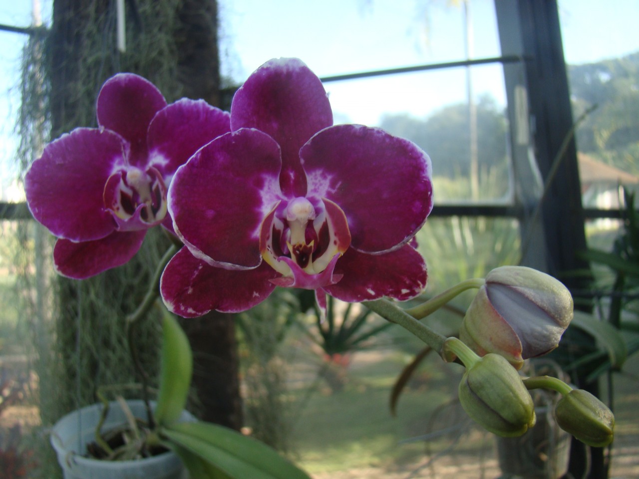 Phalaenopsis-x-hybridus-2