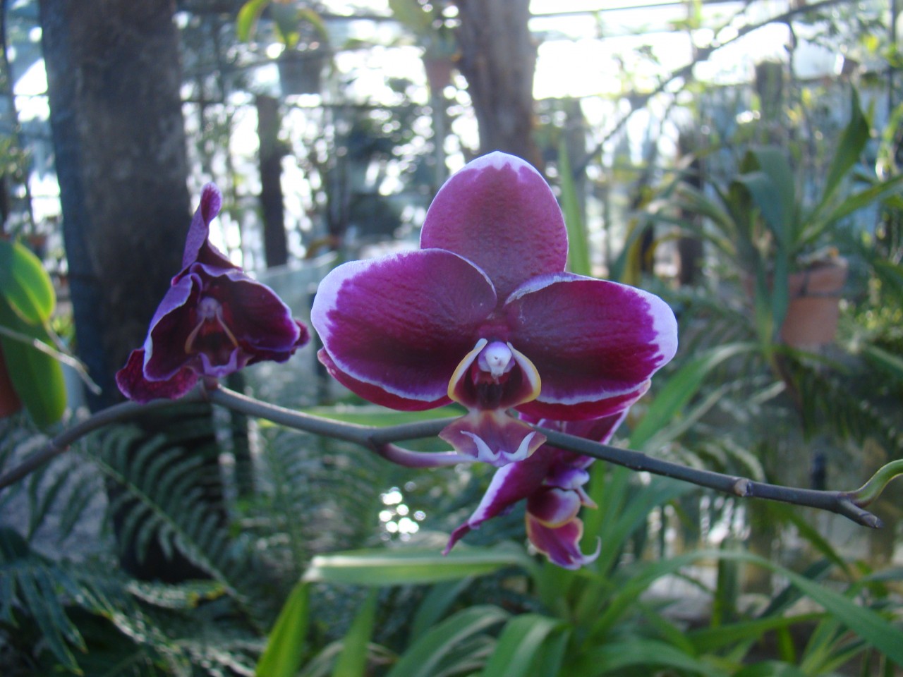Phalaenopsis-x-hybridus