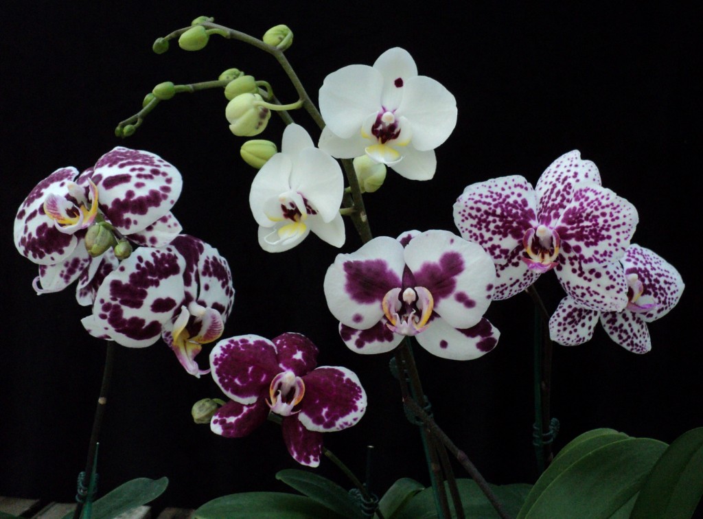 Phalaenopsis