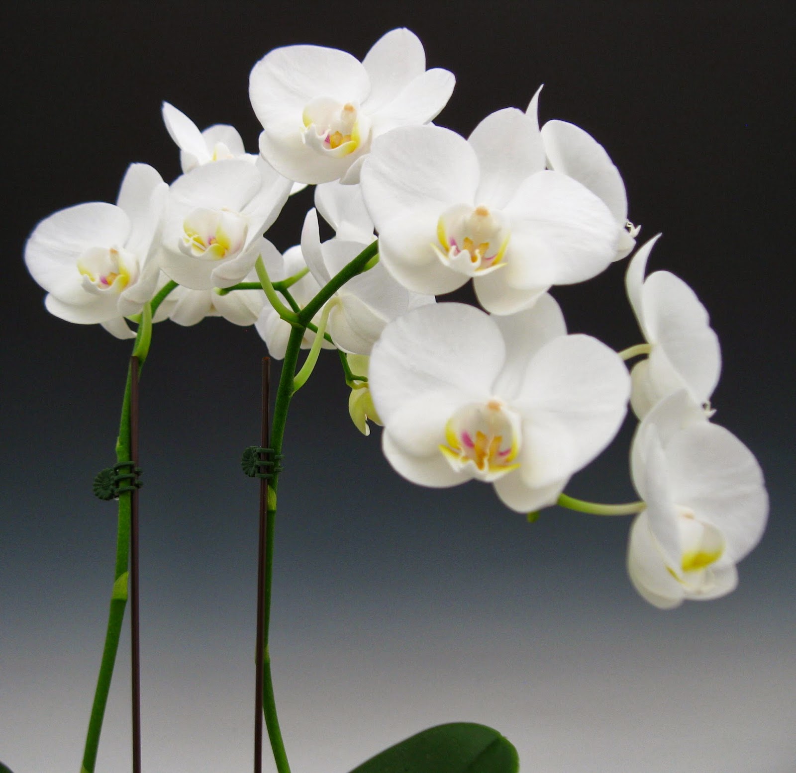 Phalaenopsis