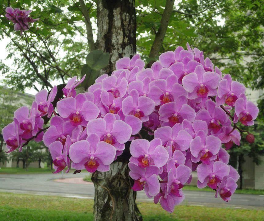 Phalaenopsis