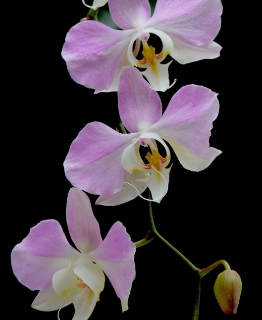 Phaleanopsis sanderiana