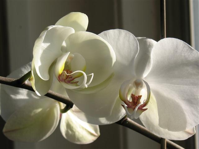 Phalenopsis (Small)