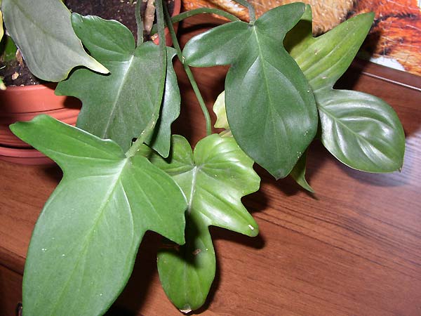 Philodendron Panduriforme_Y