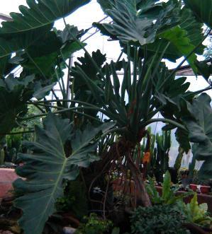 Philodendron Speciosum