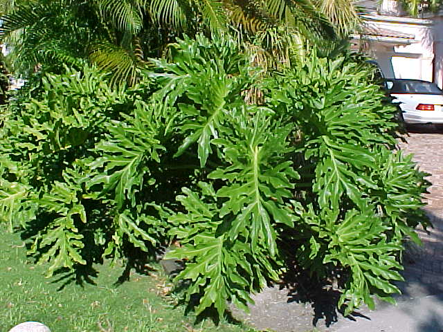 Philodendron bipinnatifidum