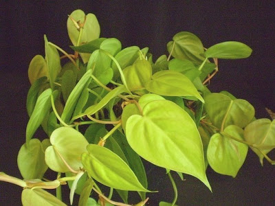 Philodendron hederaceum