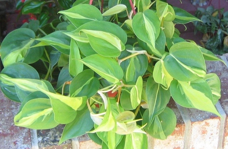 Philodendron hederaceum11