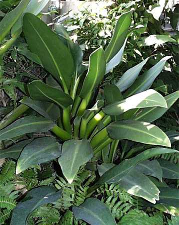 Philodendron martianum