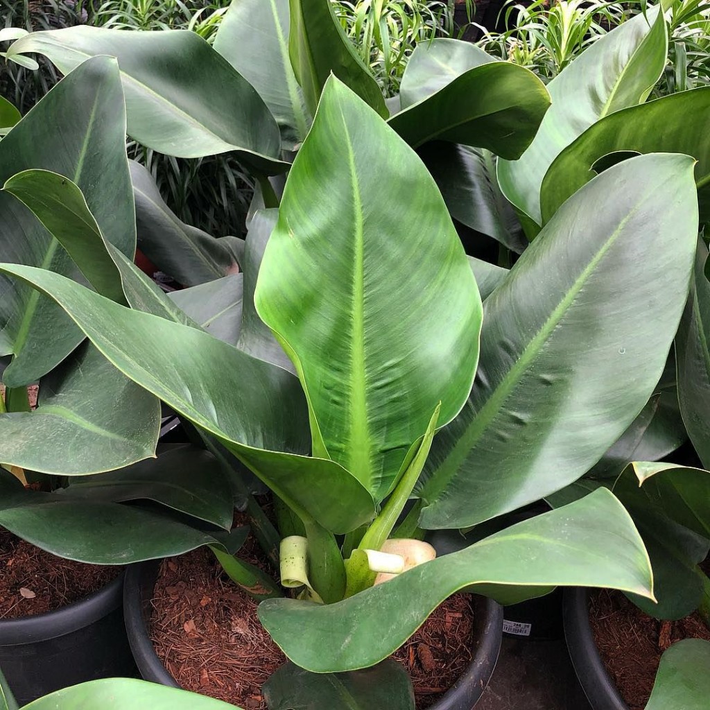 Philodendron martianum1