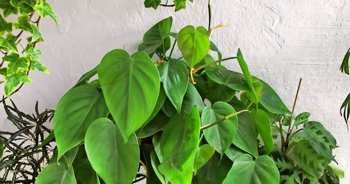 Philodendron scandens2