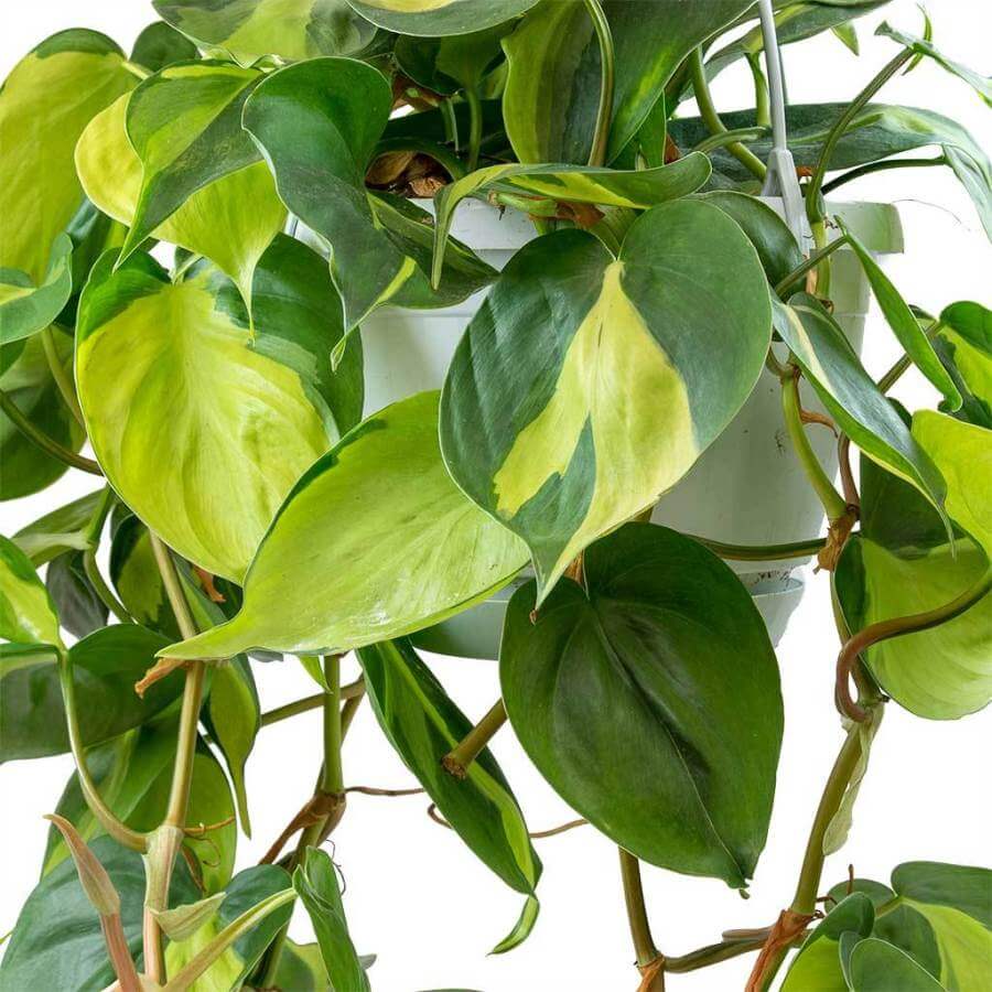 Philodendron scandens23