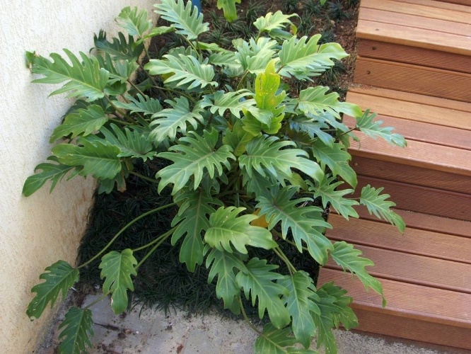 Philodendron-xanadu