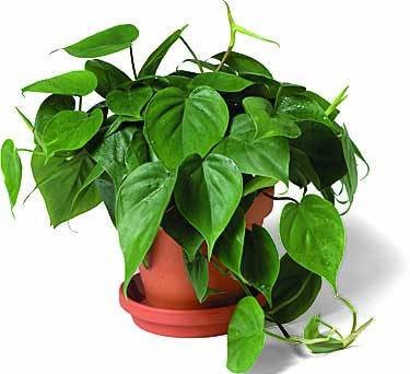 Philodendron1