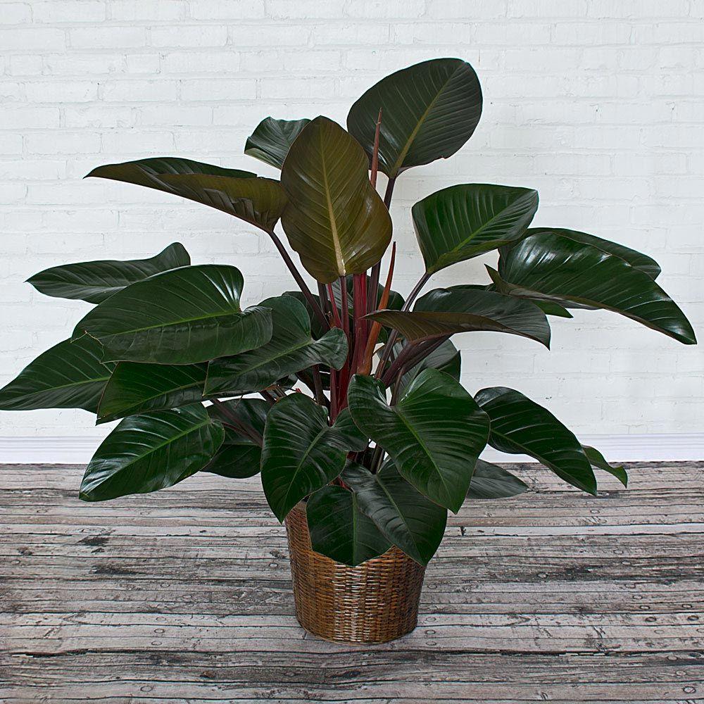 Philodendron