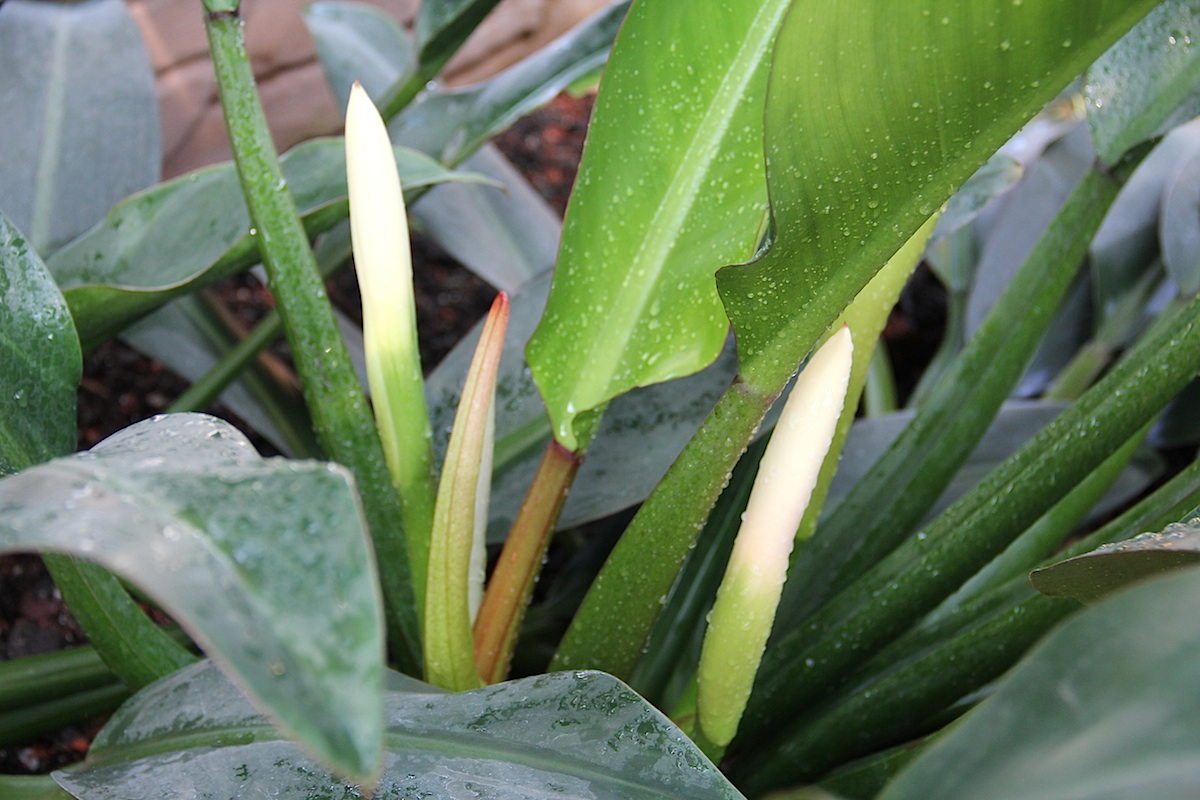 Philodendron_martianum