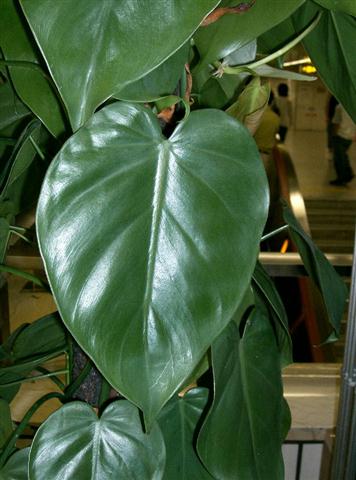 Philodendron_scandens