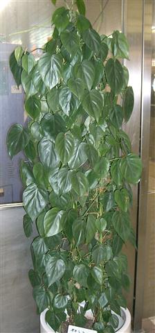 Philodendron_scandens_1