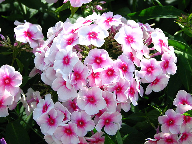 Phlox paniculata (bicolor cultivar)