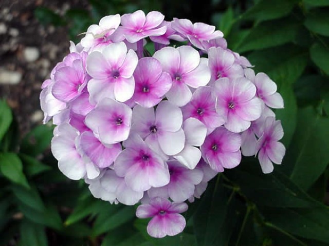 Phlox_1