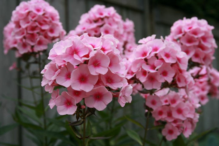 Phlox_Paniculata