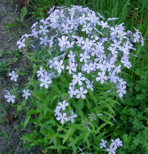 Phlox_divaricata_1