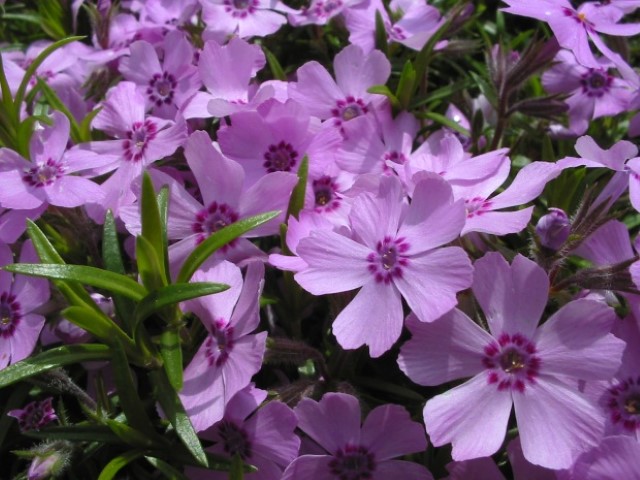 Phlox_pilosa_jdp