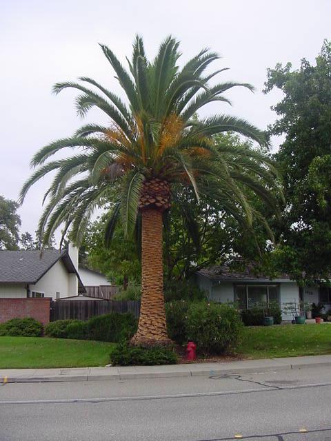 Phoenix_Canariensis