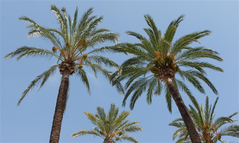 Phoenix_canariensis, 11