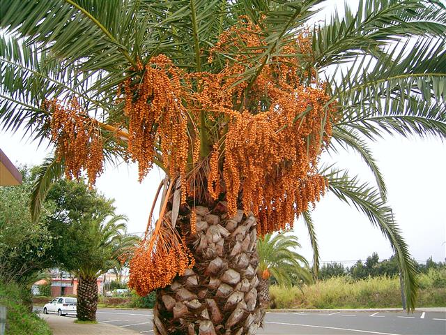 Phoenix_canariensis_02