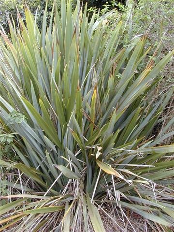 Phormium_tenax (Small)