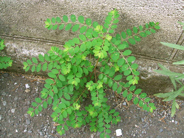 Phyllanthus tenellus