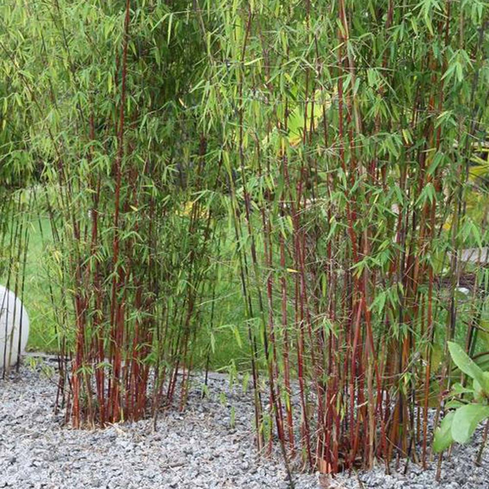 Phyllostachys pubescens