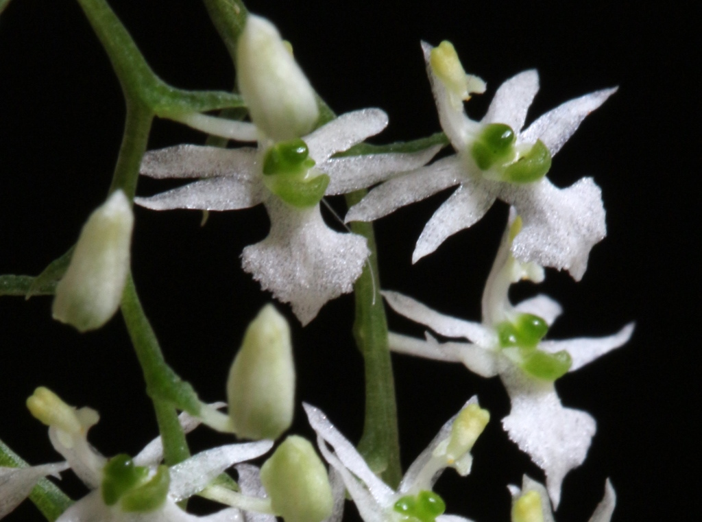 Phymatidium tillandisioides-mini-orquídea
