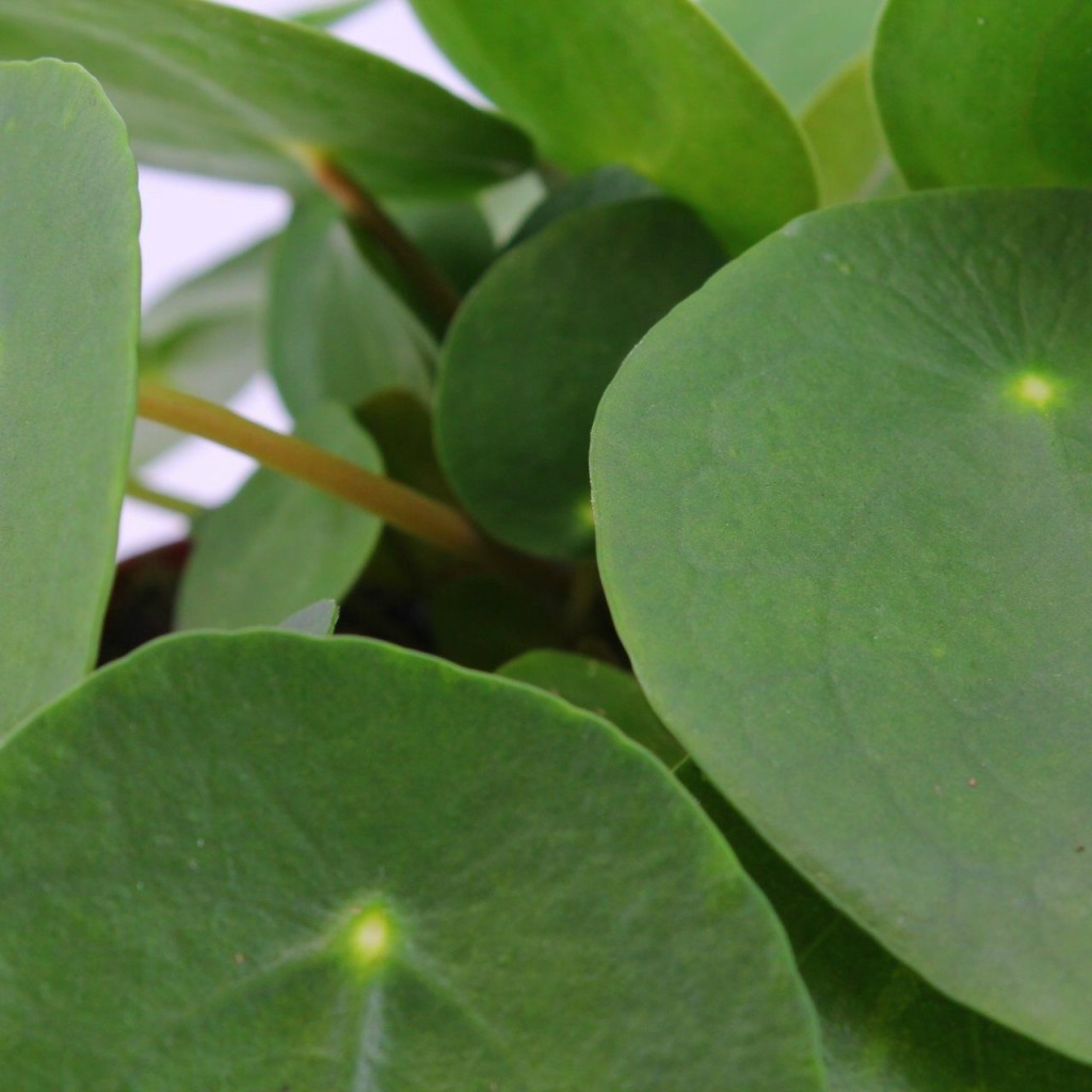 Pilea Peperomioides1