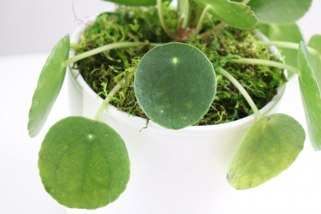 Pilea Peperomioides