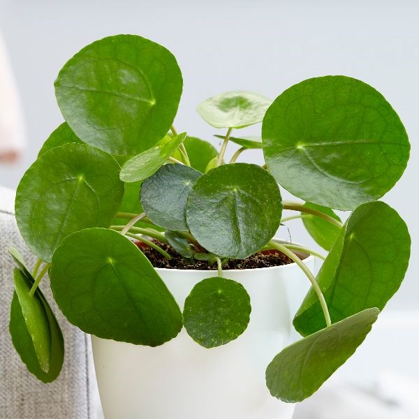 Pilea Peperomioides