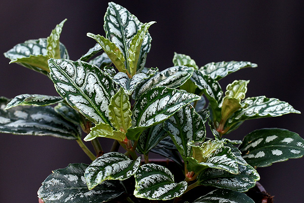 Pilea cadierei