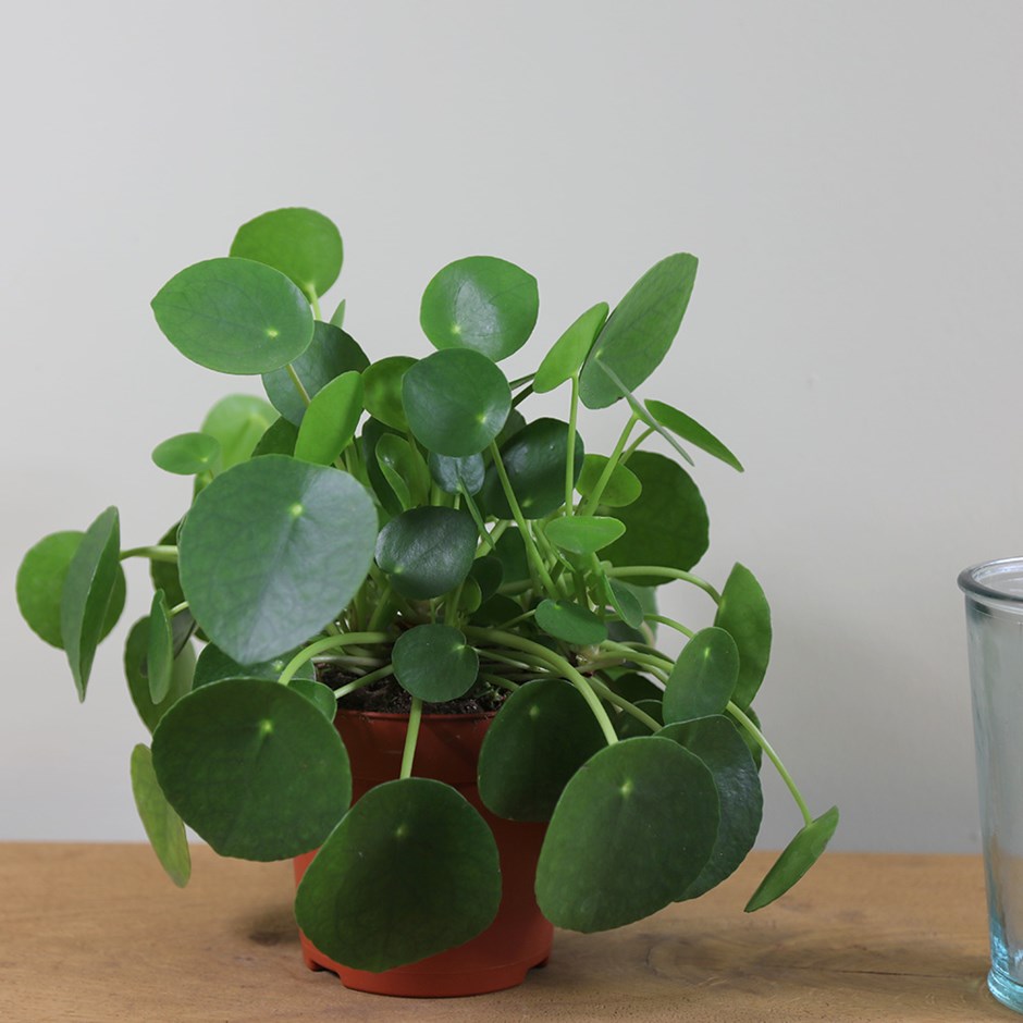 Pilea peperomioides