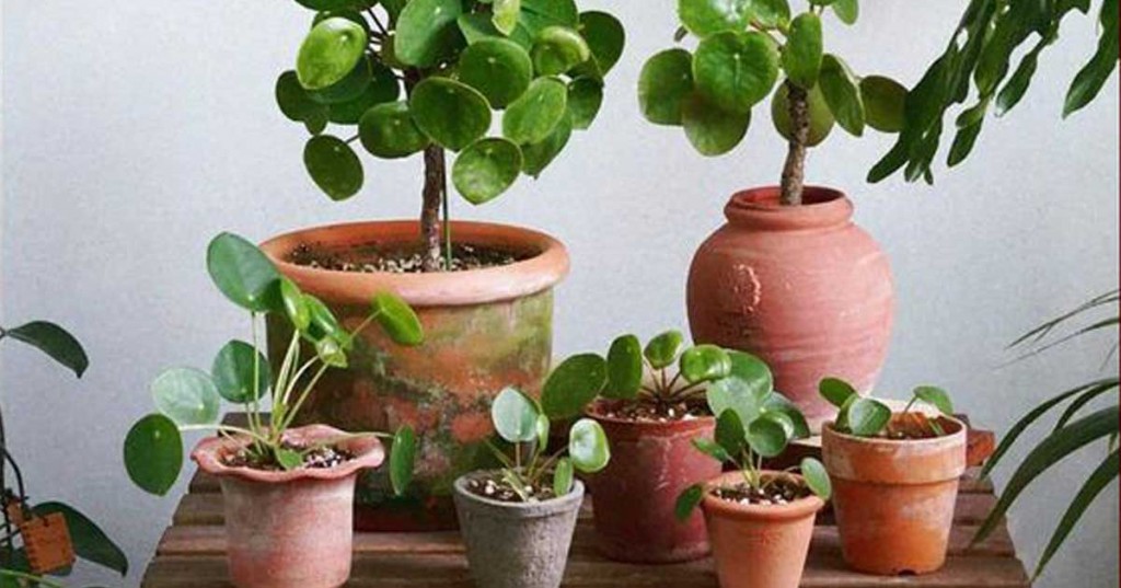 Pilea peperomioides