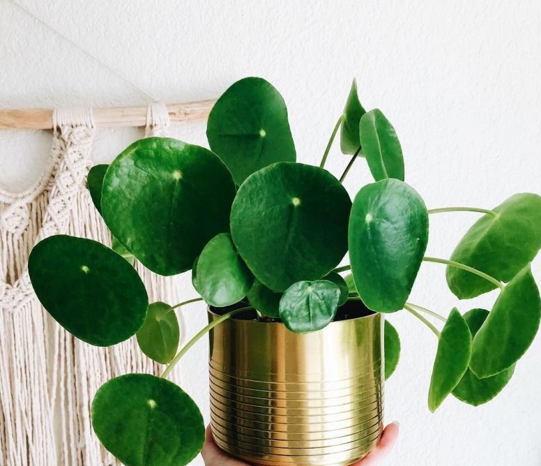 Pilea peperomioides1