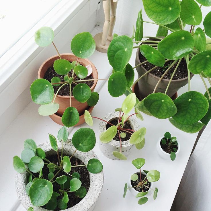 Pilea peperomioides4